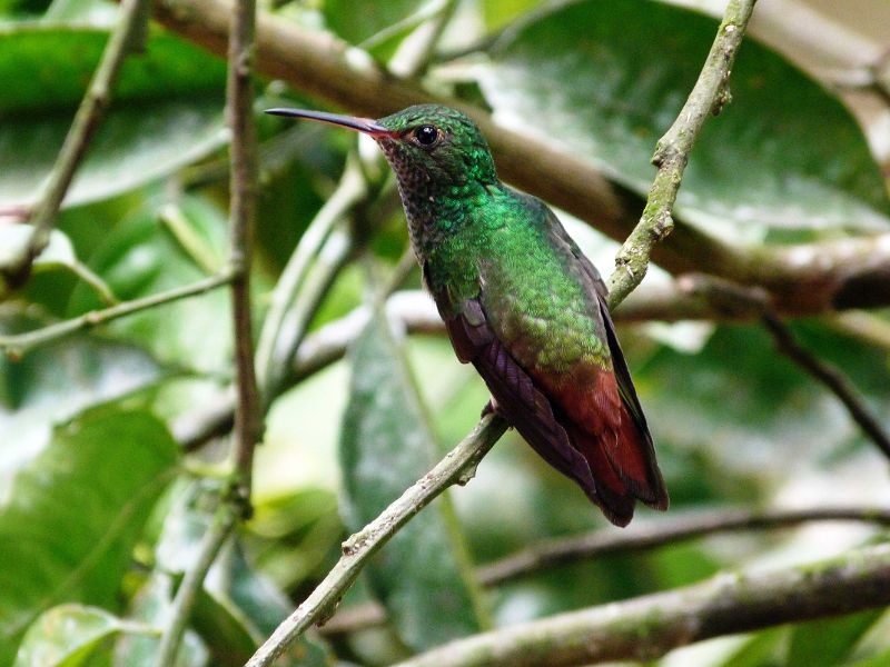 Emerald chinned Hummingbird