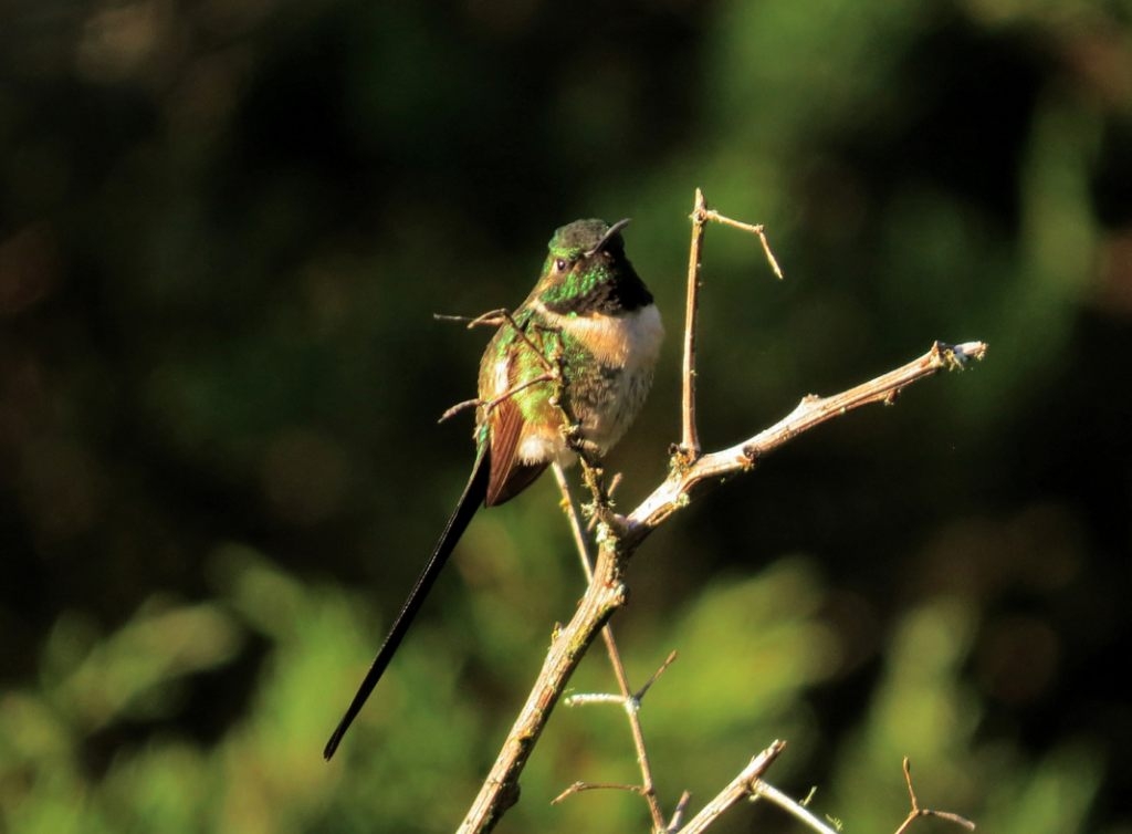 Slender Sheartail Hummingbird
